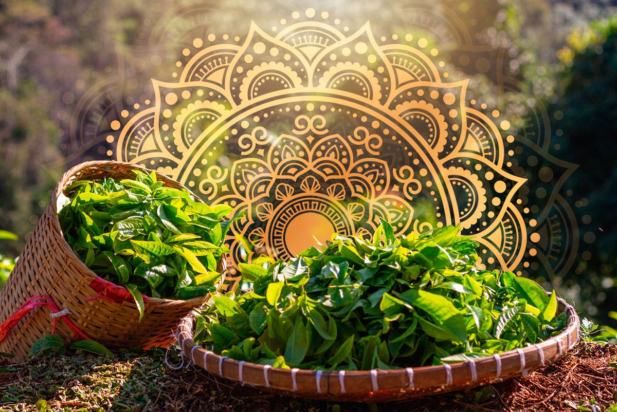 Как хитрость и случайность создали индийский чай: история империи Ассама