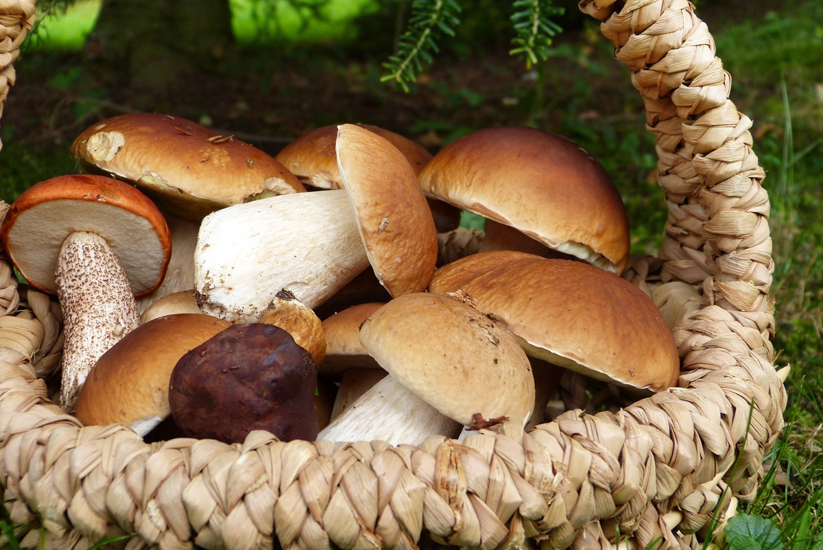Выяснили, почему грибы можно собирать червивыми и зачем их варить перед заморозкой