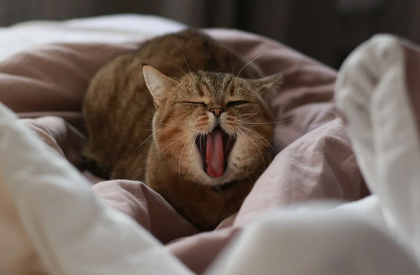 Корм life cat для кошек. Смотреть фото Корм life cat для кошек. Смотреть картинку Корм life cat для кошек. Картинка про Корм life cat для кошек. Фото Корм life cat для кошек