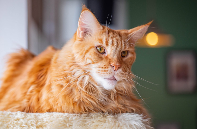 Корм life cat для кошек. Смотреть фото Корм life cat для кошек. Смотреть картинку Корм life cat для кошек. Картинка про Корм life cat для кошек. Фото Корм life cat для кошек