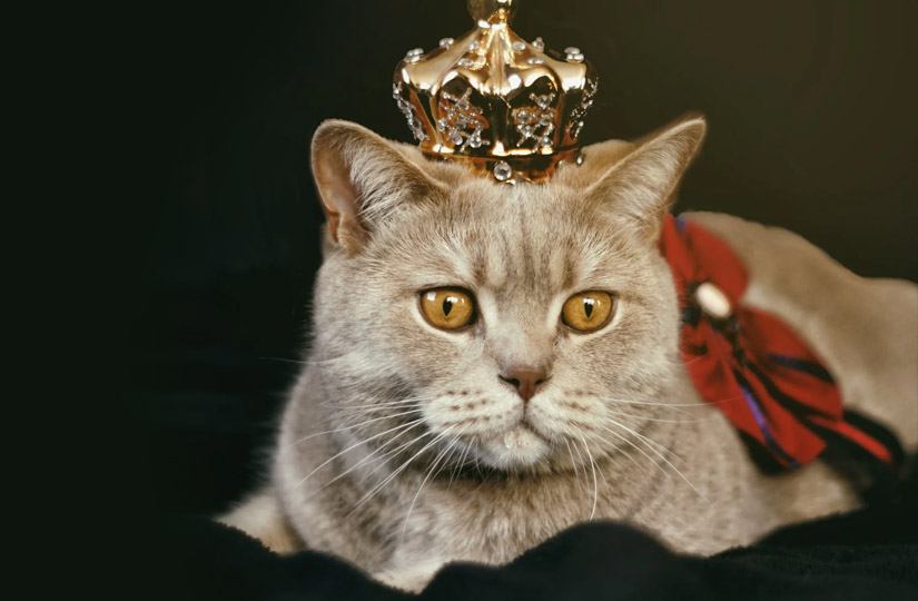 Корм life cat для кошек. Смотреть фото Корм life cat для кошек. Смотреть картинку Корм life cat для кошек. Картинка про Корм life cat для кошек. Фото Корм life cat для кошек