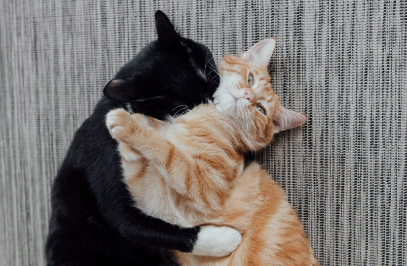 Корм life cat для кошек. Смотреть фото Корм life cat для кошек. Смотреть картинку Корм life cat для кошек. Картинка про Корм life cat для кошек. Фото Корм life cat для кошек