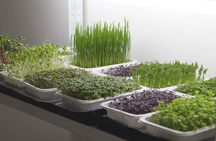 Микрозелень с мегапользой: как вырастить в домашних условиях и в какиеблюда добавить — статья на ТЧК