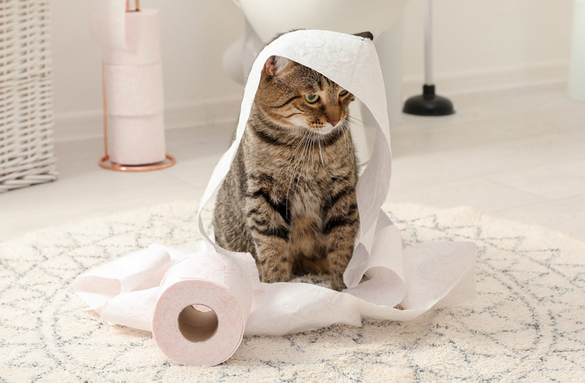 Узнали, какой наполнитель для кошачьего туалета лучше поглощает запах, а  какой больше понравится усатому питомцу — статья на ТЧК