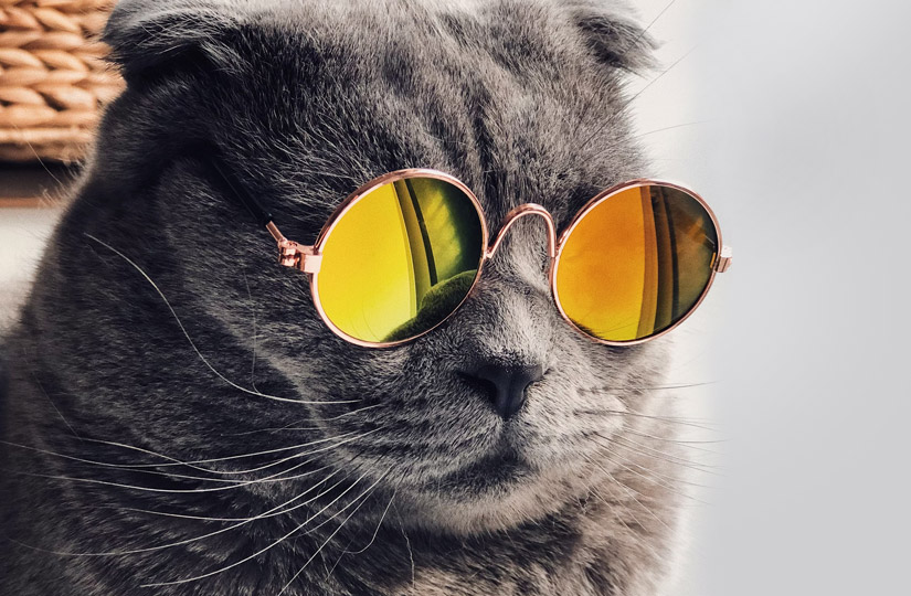Корм life cat для кошек. Смотреть фото Корм life cat для кошек. Смотреть картинку Корм life cat для кошек. Картинка про Корм life cat для кошек. Фото Корм life cat для кошек