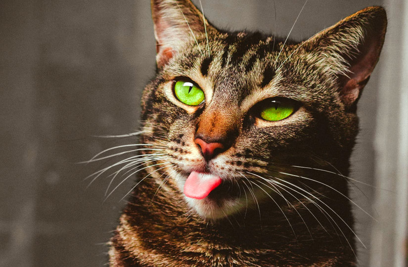 Корм life cat для кошек. Смотреть фото Корм life cat для кошек. Смотреть картинку Корм life cat для кошек. Картинка про Корм life cat для кошек. Фото Корм life cat для кошек