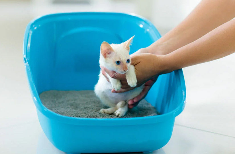 Как приучить котёнка к лотку за неделю: пошаговая инструкция и советы, как  не надо делать — статья на ТЧК